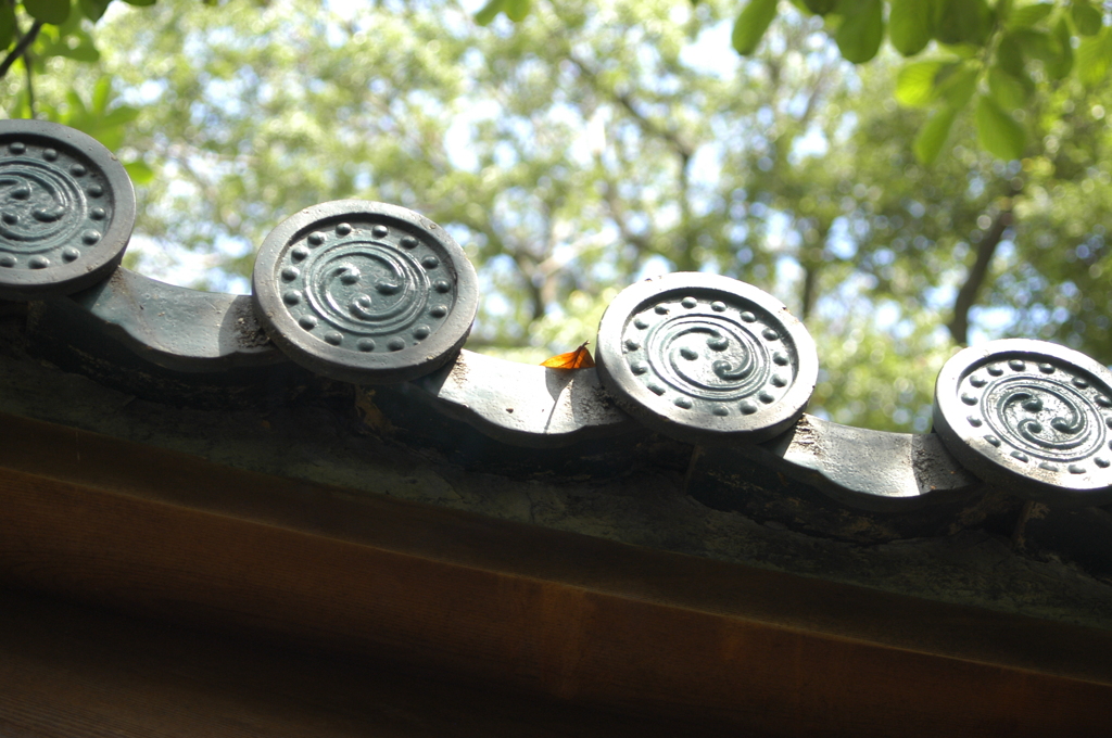 葉っぱさんが見ている