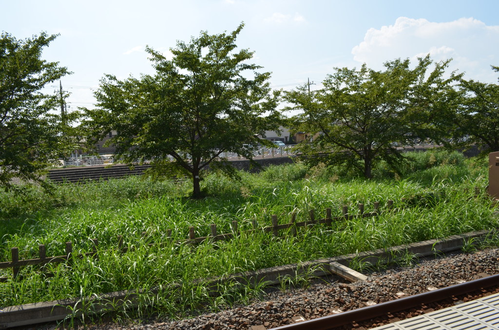 ホーム向こうの木