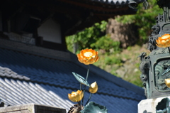 橙
