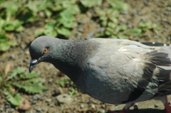 鳩さんの羽の感じが・・・