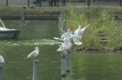 鳥の整列