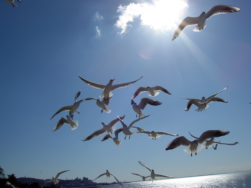 空と鳥と海