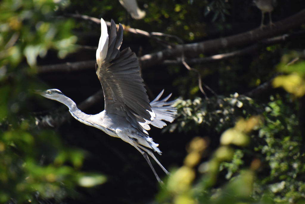タムロン超望遠試写TAMRON18-400mm F/3.5-6.3 Di I