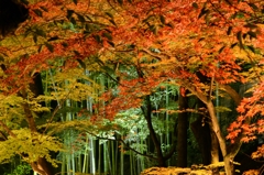 静かな夜紅葉