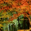 静かな夜紅葉