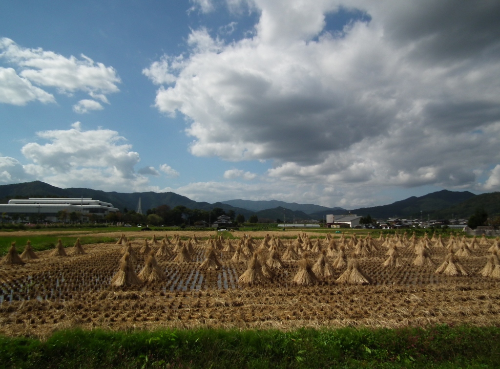 刈り取り