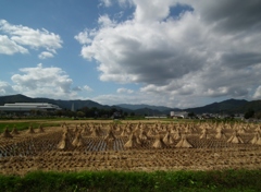 刈り取り