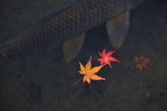 ヒレ