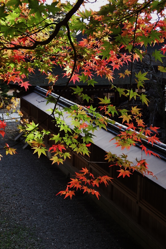 紅葉塀