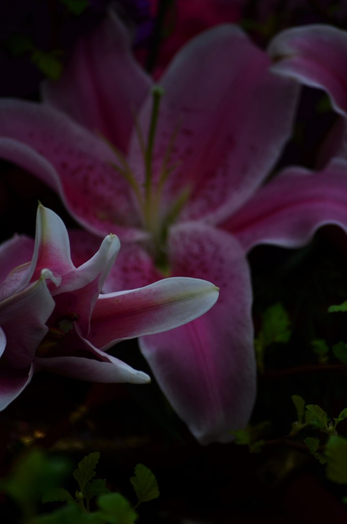 百合