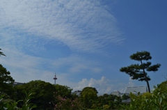 松と秋空