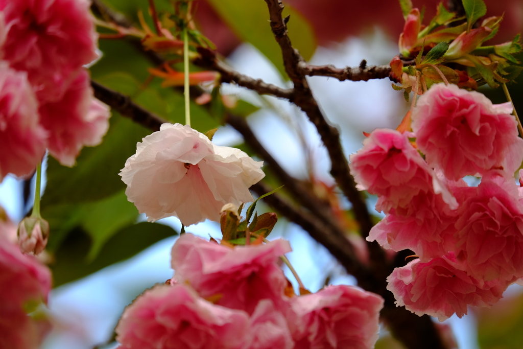 ’１８桜