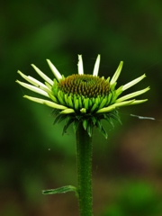 花落ちて