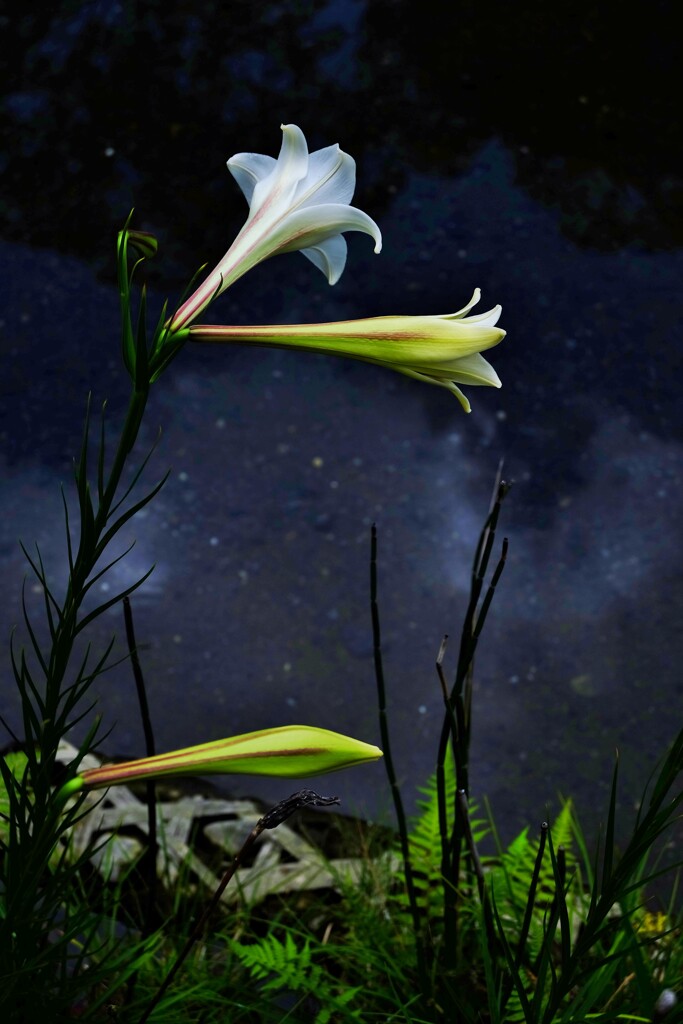 星池