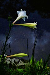 星池