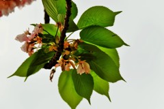 ’１８桜