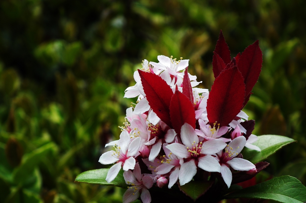 植込みの花