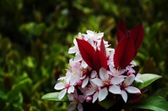 植込みの花