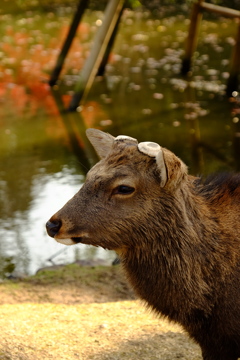 哀しき牡鹿