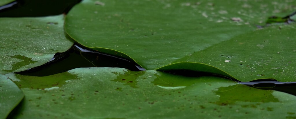 水辺