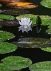 蕾と