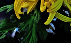 菊の舞