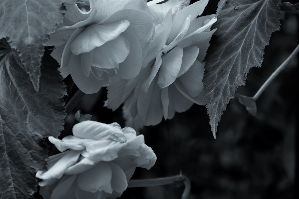 花弁