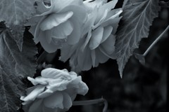 花弁