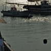 港の煌めき