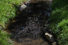 新緑の川面