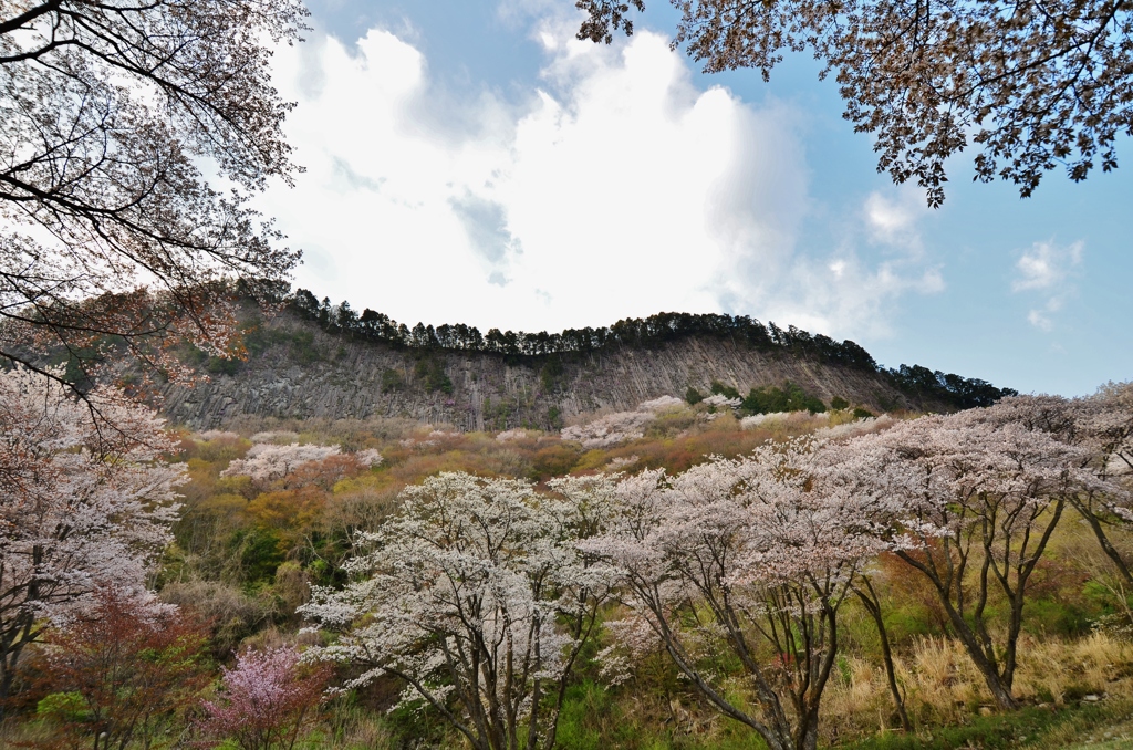 桜色屏風岩