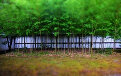 竹栽