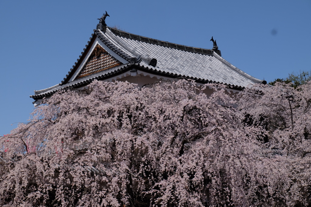 桜上