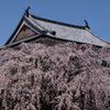 桜上