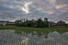 晩生の田