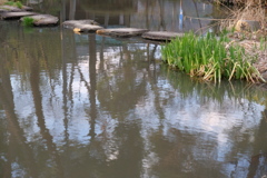 池に映る影