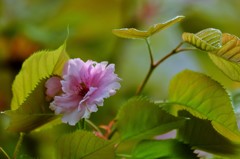 ’１８桜