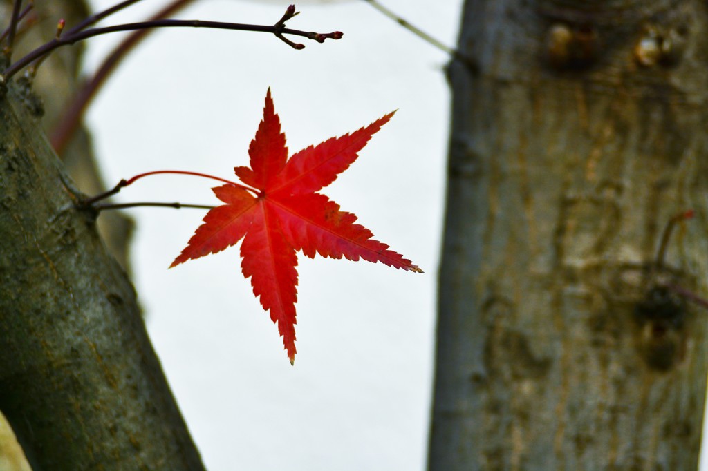 残紅