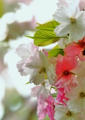 ’１８桜