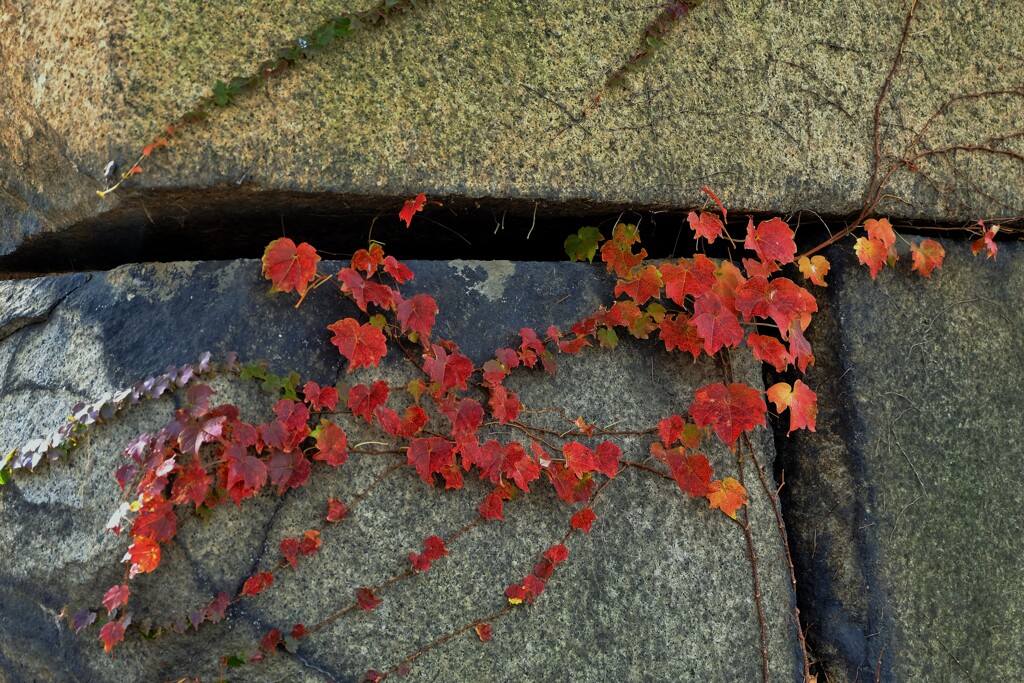 紅葉石垣