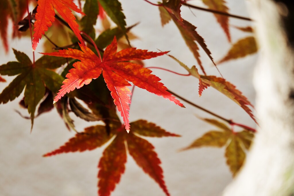 艶紅