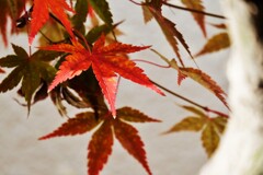 艶紅