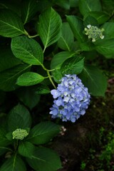 横顔
