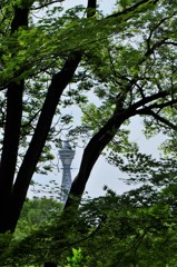 樹間