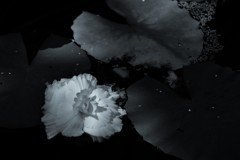 慕情