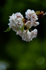 ’１８桜