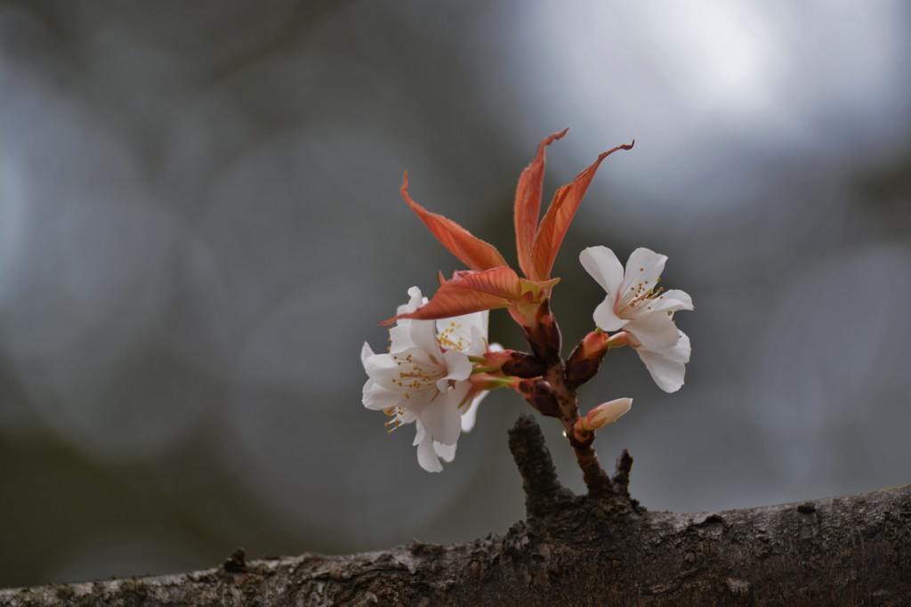 葉桜