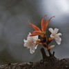 葉桜
