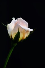 秋薔薇