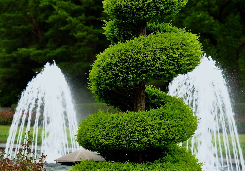 植栽